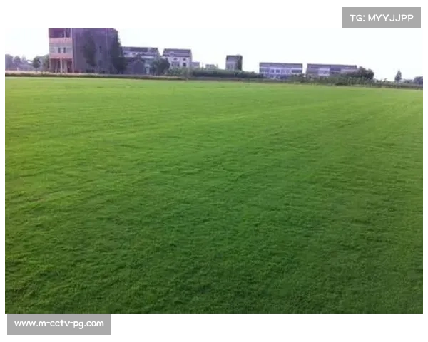 欧冠决赛草坪采用混合草种技术提升耐踩踏性能70%